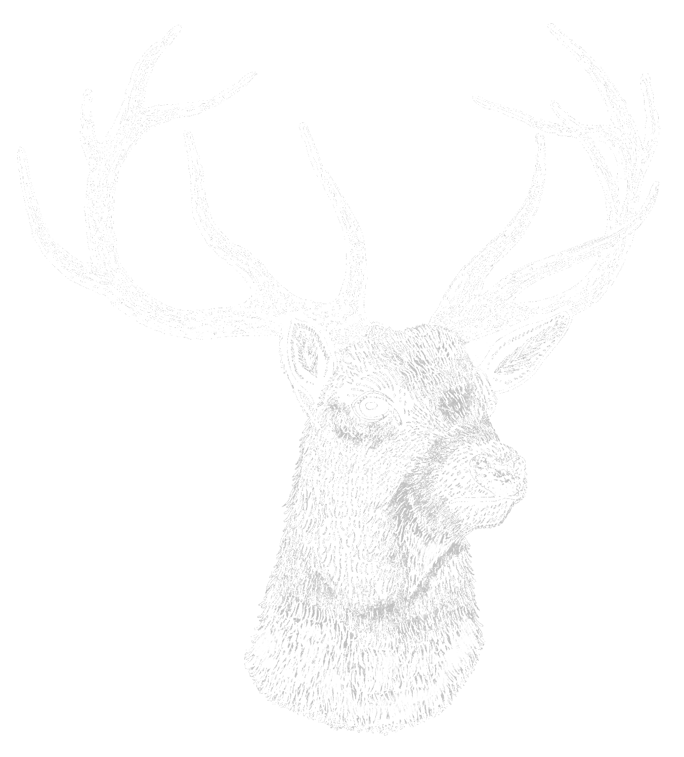 P5 Hirsch Weiß